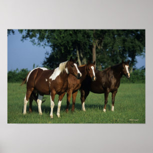Poster Groupe de position de chevaux de peinture