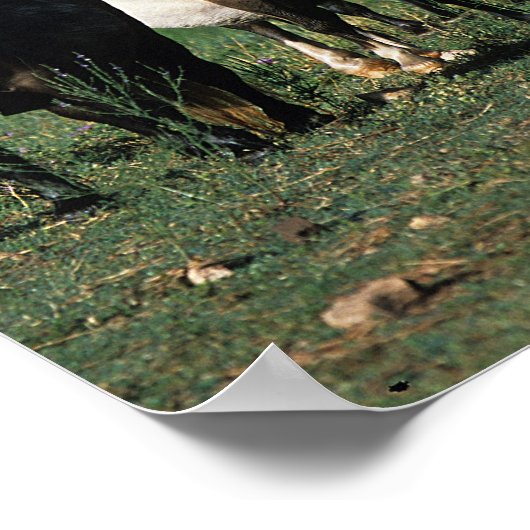 Poster Groupe de poulains miniatures (Coin)