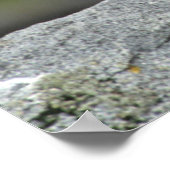 Poster Groupe de Puffin de l'Atlantique (Coin)