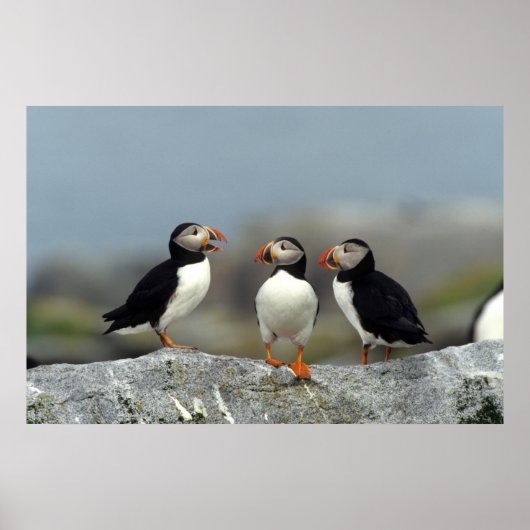Poster Groupe de Puffin de l'Atlantique (Devant)