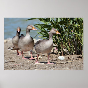 Poster Groupe d'oies grises marchant