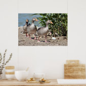 Poster Groupe d'oies grises marchant (Cuisine)