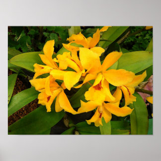 Poster : Groupe d'orchidées jaunes