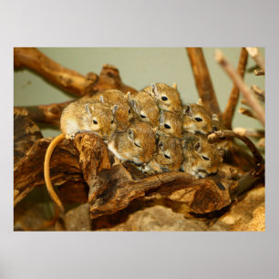 Poster Groupe mongol Gerbils Meriones Unguiculatus