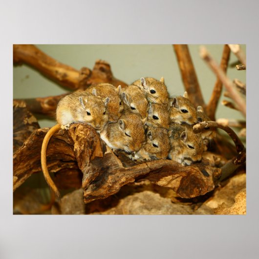 Poster Groupe mongol Gerbils Meriones Unguiculatus (Devant)