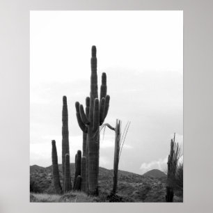 Poster Groupe noir et blanc de Cactus Saguaro sur la coll