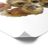 Poster Groupe Pekingese (Coin)