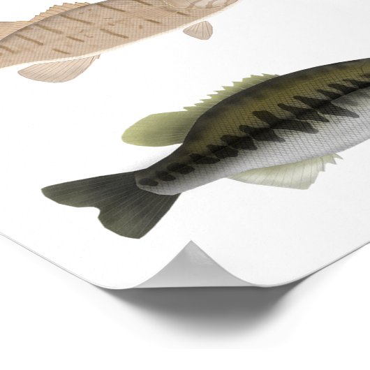 Poster Groupe Sunfish de l'Amérique du Nord (Coin)