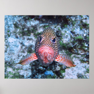 Poster Groupement de fraises
