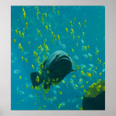 Poster Groupement géant Epinephelus Lanceolatus (Devant)