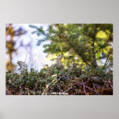 Poster Groupement sauvage (Devant)