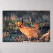 Poster Groupement sauvage (Devant)