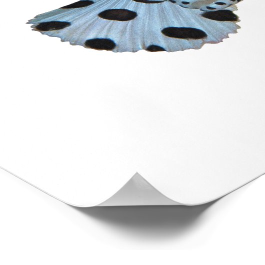 Poster Grouper - Conception abstraite - Découpe d'une pho (Coin)