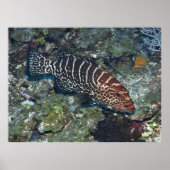 Poster Grouper on Cleaning Station (Devant)