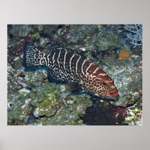 Poster Grouper on Cleaning Station