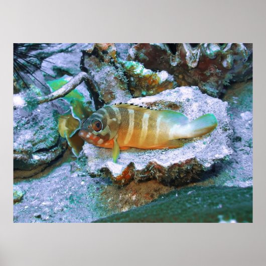 Poster Grouper sur une demi-coque (Devant)
