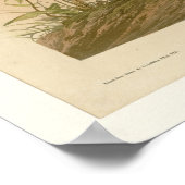 Poster Grous tacheté (Coin)