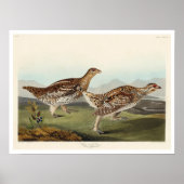 Poster Grouse à queue fine par Audubon (Devant)