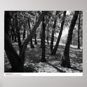 Poster Grove à Hopland Station, 1966