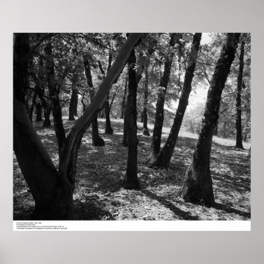 Poster Grove à Hopland Station, 1966 (Devant)