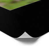 Poster Grue africaine couronnée (Coin)