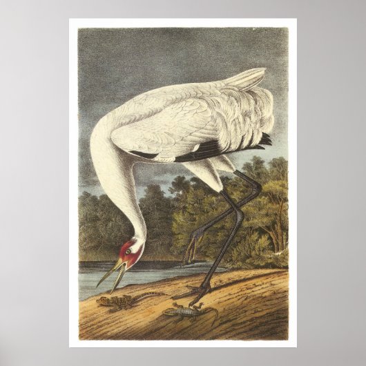 Poster Grue blanche (Devant)