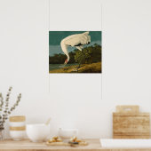 Poster Grue blanche Audubon Peinture d'oiseaux (Cuisine)