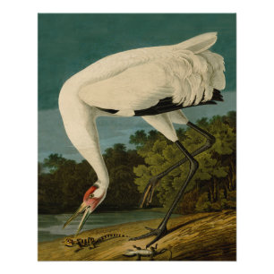 Poster Grue blanche Audubon Peinture d'oiseaux