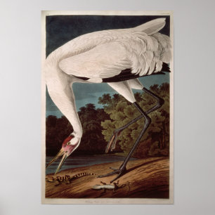 Poster Grue blanche, de 'Birds of America'