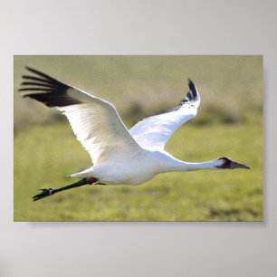 Poster Grue blanche (Grus americana)