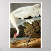 Poster Grue blanche par John James Audubon (Devant)