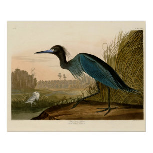 Poster Grue Bleue Heron Audubon Peinture