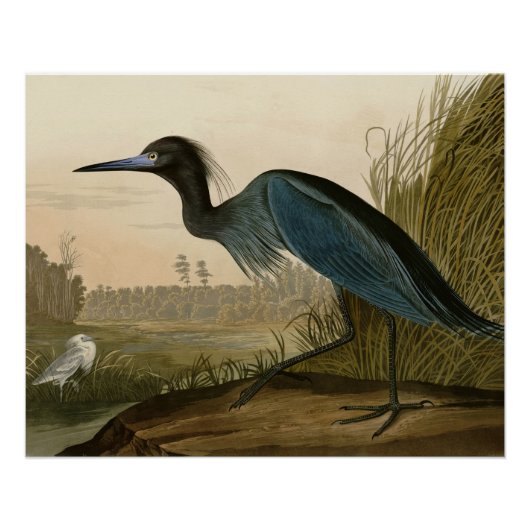 Poster Grue bleue Héron Impression Audubon Art côtier (Devant)