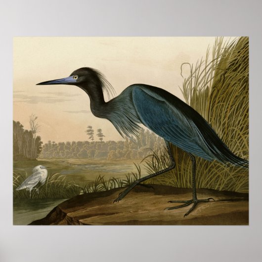 Poster Grue bleue Héron Peinture Audubon (Devant)