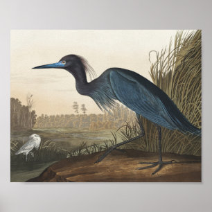 Poster Grue bleue ou héron d'Oiseaux d'Amérique