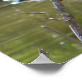 Poster Grue couronnée africaine (Coin)