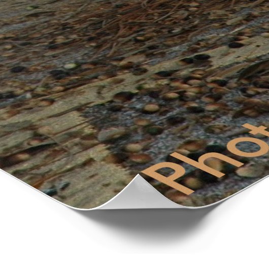 Poster / Grue de Sandhill (Coin)