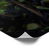 Poster Grue de Sandhill avec poussins, Floride (Coin)