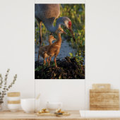 Poster Grue de Sandhill avec poussins, Floride (Cuisine)