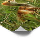 Poster Grue de Sandhill et bébé (Coin)