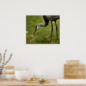 Poster Grue de Sandhill et bébé (Cuisine)