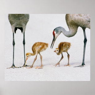 Poster Grue de Sandhill Imprimerie familiale