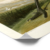 Poster Grue de Sandhill John James Audubon Oiseaux d'Amér (Coin)