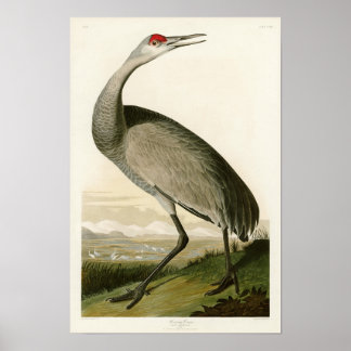 Poster Grue de Sandhill John James Audubon Oiseaux d'Amér