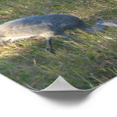 Poster Grue de Sandhill Oiseaux manger de l'herbe Photo (Coin)