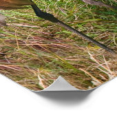 Poster Grue Sandhill à l'étang (Coin)