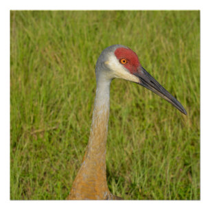 Poster Grue Sandhill Vue latérale Gros plan Fermer Photog