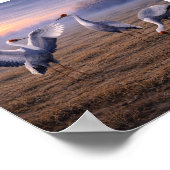 Poster Grues à cou blanc dans une plaine hivernale – (Coin)