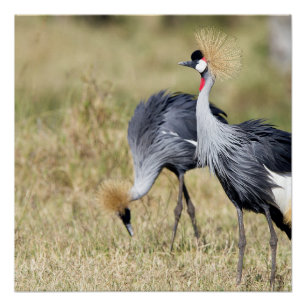 Poster Grues à Masai Mara