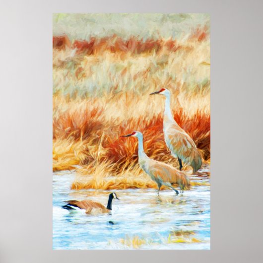 Poster Grues de Numidie & Oie (Devant)